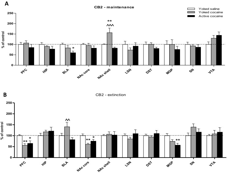 Immunohistochemical analyses for the CB2 receptor expression in the rat brain structures following cocaine (0.5 mg/kg/infusion) self-administration (a) and 10-daily cocaine abstinence with extinction training (b). Active cocaine—rats self-administering cocaine; Yoked cocaine—rats received passively cocaine; Yoked saline—rats received passively saline. For more explanation see Fig. 1. N = 6 rats/group for cocaine self-administration; N = 7 rats/group for cocaine abstinence. *p < 0.05, **p < 0.01, ***p < 0.001 vs Yoked saline; ^^p < 0.01 vs Active cocaine (Newman-Keuls test)