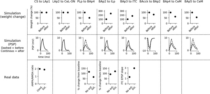 Changes in connection weights and PSP before and after fear extinction. First row: simulated connection weights before and after fear extinction. Second row: simulate effect of a 30 ms presynaptic stimulation on the PSP of the plastic connections of the model (the presynaptic stimulation was adjusted to obtain a change of maximum 10 mV in the postsynaptic unit). Third row: real data (Vouimba and Maroun, 2011) showing that, as in simulation, the mPFC-induced activation of BA decreases after extinction whereas the BA-induced activation of mPFC increases; moreover, as reported by Amano et al. (2010), BA stimulation evokes a higher EPSC slope in ITC neurons after extinction. On the other hand, AMPA/NMDA ratio at the synapse between the CS pathway and LA does not change (Kim and Cho, 2017). The other simulated synapses shown here to be stable have never been reported in the literature to undergo LTP or LTD during fear extinction.