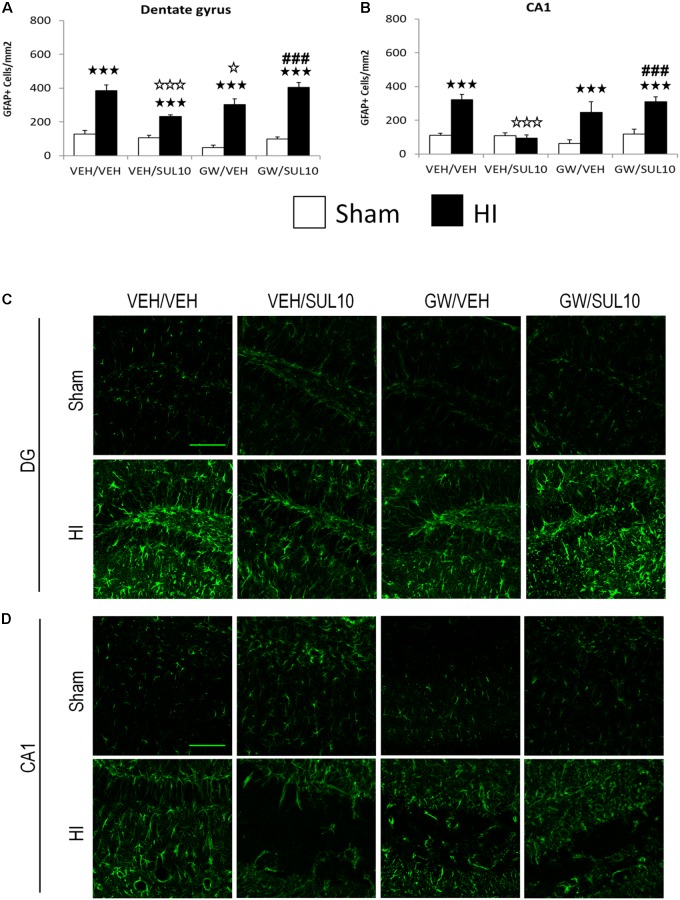 Effects of an acute administration of octadecylpropyl sulfamide (SUL10, 10 mg/kg) and GW6471 (GW, 1 mg/kg) on the number of GFAP positive cells induced by HI in the dentate gyrus and CA1 area of the hippocampus. (A,C) In the dentate gyrus, a significant effect of lesion [F(1,51) = 186.1, p < 0.001], and interactions between antagonist and treatment [F(1,51) = 21.9, p < 0.001], antagonist and lesion [F(1,51) = 6.5, p < 0.05], and between antagonist, treatment and lesion [F(1,51) = 7.0, p < 0.05] were observed. (B,D) In the CA1, significant effects of lesion [F(1,51) = 43.0, p < 0.001], and interactions between antagonist and treatment [F(1,51) = 16.1, p < 0.001], antagonist and lesion [F(1,51) = 4.3, p < 0.05], treatment and lesion [F(1,51) = 6.2, p < 0.05], and between antagonist, treatment and lesion [F(1,51) = 6.8, p < 0.05] were observed. Data represent mean + SEM cells per mm2 in VEH/VEH (n = 10 HI mice; n = 7 sham-operated), VEH/SUL10 (n = 9 HI mice; n = 8 sham-operated), GW/VEH (n = 6 HI mice; n = 7 sham-operated), GW/SUL10 (n = 5 HI mice; n = 7 sham-operated) treatment groups. The panels show representative images of GFAP expression in the dentate gyrus (C) and CA1 (D). Scale bar = 100 μm. p < 0.001 vs. sham-operated mice of the same group; p < 0.05, p < 0.001 vs. VEH/VEH HI mice; ###p < 0.001 vs. VEH/SUL10 HI mice.