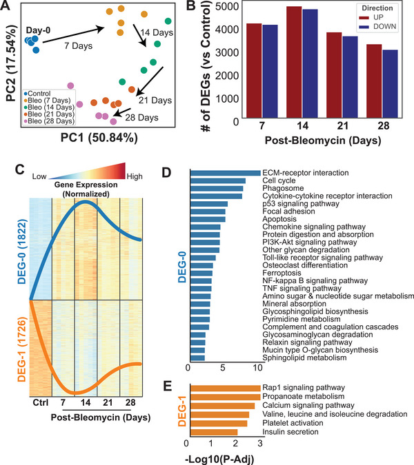 Transcriptomics data analysis. A) Principal Component Analysis (PCA) showed each time point from mice at day 0 (control), and 7‐, 14‐, 21‐, and 28‐days after the bleomycin administration (n = 5 per group). B) The number of differentially expressed genes (DEGs, FDR < 0.05) showed significant transcriptional differences between control and post‐bleomycin mice. C) The trend of normalized expressions of genes that were differentially expressed in all four time points compared to control showed that, even for the commonly dysregulated genes, the magnitudes of up‐ and down‐regulation (DEG‐0 and DEG‐1, respectively) were peaking in 14 days post‐bleomycin compared to control. D,E) Significantly associated pathways (FDR < 0.05) with genes in DEG‐0 and DEG‐1 of the commonly dysregulated genes in all time points.