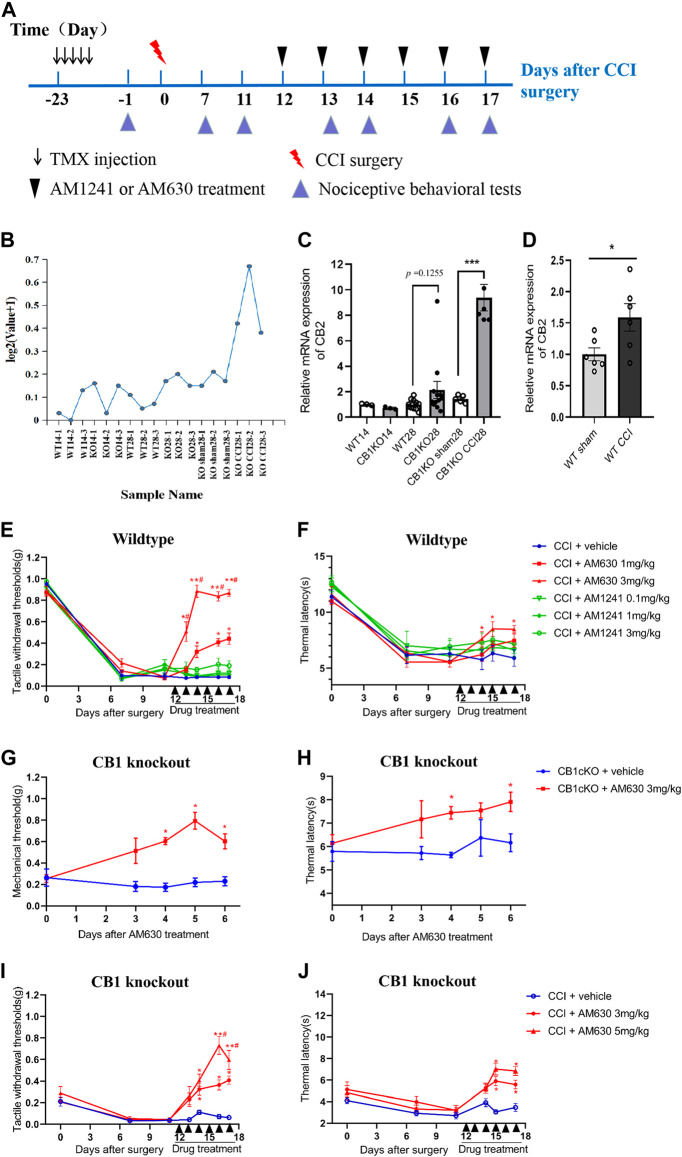 CB2 mediated neuropathic pain in CB1cKO mice subjected to chronic constriction injury (CCI). (A) Experimental flowchart. (B) RNA-seq shows a broken line graph of the expression levels of CB2 in the dorsal root ganglion (DRG) in different phases of CB1 knockout and after CCI surgery. (C) Real-time PCR data showing the mRNA level of CB2 in the DRG in different phases of CB1 knockout and after CCI surgery (n = 3–5 samples/group). Gapdh was used as an endogenous control, and the mean value in the WT14 group was set to 1. ***p < 0.001, one-way ANOVA, Fisher’s test. (D) Real-time PCR data showing the mRNA level of CB2 in the DRG of wild-type (WT) mice at 14 days after sham or CCI surgery (n = 6 each for CCI and 5 each for sham). Gapdh was used as an endogenous control gene, and the mean value of WT sham group was set to 1. *p < 0.05, two-tailed t test. (E, F) Time course of the tactile withdrawal thresholds (E) and thermal latency (F) in WT CCI mice treated with vehicle, AM630 (1, 3 mg/kg/day for 6 consecutive days), or AM1241 (0.1, 1, 3 mg/kg/day for 6 consecutive days) 11 days after CCI surgery (n = 6 each group). *p < 0.05, **p < 0.01, compared with WT CCI plus vehicle group; #p < 0.05, compared with WT CCI plus 1 mg/kg AM630 (two-way ANOVA with Bonferroni’s post-hoc test). (G, H) Time course of the tactile withdrawal thresholds (G) and thermal latency (H) in WT CCI and CB1cKO mice treated with vehicle, AM630 (3, 5 mg/kg/day for 6 consecutive days) 11 days after CCI surgery (n = 5 each group), *p < 0.05, **p < 0.01, compared with the respective CCI plus vehicle; #p < 0.05, compared with CB1cKO CCI plus 3 mg/kg AM630 (two-way ANOVA followed by Bonferroni’s post-hoc test). All data represent mean ± SEM.