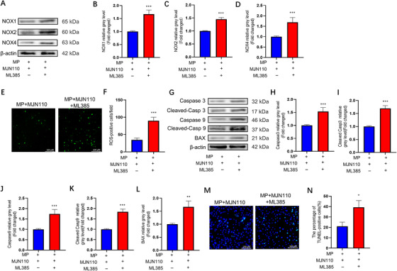 Monoacylglycerol lipase (MAGL) inhibition protects BMSCs from GC‐induced oxidative stress and apoptosis through activation of Keap1/Nrf2 cascade. (A–D) The protein expression levels of NOX1, NOX2, and NOX4. In MP + MJN110 + ML385 group, bone marrow mesenchymal stem cells (BMSCs) were pretreated with MAGL inhibitors MJN110 (1 μΜ) and ML385 (20 μΜ) for 24 h; MP (100 μΜ) was then added for 24 h. (E) ROS staining of BMSCs (MP + MJN110 group versus MP + MJN110 + ML385 group. The chronology of drug intervention is the same as that in (A). (F) Average number of reactive oxygen species (ROS) positive cells per field in both groups. (G–L) The protein expression level of Caspase3, cleaved Caspase3, Caspase9, cleaved Caspase9, and BAX. In MP + MJN110 + ML385 group, BMSCs were pretreated with MAGL inhibitors MJN110 (1 μΜ) and ML385 (20 μΜ) for 24 h; MP (100 μΜ) was then added for 48 h. (M) TUNEL staining was performed to test apoptotic rate in MP + MJN110 and MP + MJN110 + ML385 groups. The chronology of drug intervention is the same as that in (G). (N) Quantitative analysis of the positively TUNEL‐stained BMSCs ratio in (M) (n = 3, mean ± SD; *p < 0.05; **p < 0.01; ***p < 0.005 versus MP + MJN110 group). These studies were performed at least three biological replicates