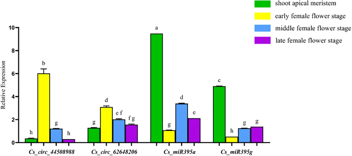 Bar chart illustrating relative expression levels of four genes, with color-coded bars representing shoot apical meristem (green), early female flower stage (yellow), middle female flower stage (blue), and late female flower stage (purple). Shoot apical meristem shows the highest expression for Cs_miR395a, and early female flower stage is highest for Cs_circ_44508988, while other categories have variable levels. Error bars and statistical annotations are present.
