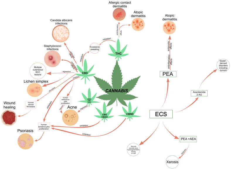 Correlation diagram between the most common phytocannabinoids and the skin conditions they could treat [30,32,51,59,93,101,106,107,108,109]. Abbreviations: THC, tetrahydrocannabinol; Δ8-tetrahydrocannabinol; Δ9-THC, Δ9-tetrahydrocannabinol; CBD, cannabidiol; CBG, cannabigerol; CBN, cannabinol; CBND, cannabinodiol; ECS, endocannabinoid system; PEA, N-palmitoyl ethanolamide; AEA, N-arachidonoylethanolamine (anandamide); SCC, squamous cell carcinoma.