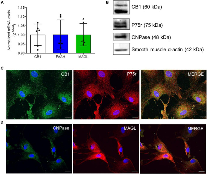 OEG cell cultures express markers of the endocannabinoid system (ECS). In panel (A), CB1, FAAH and MAGL mRNA levels in OEG cells in culture. N = 6. In panel (B), western blotting analysis shows the expression of CB1 and the main markers of OEG cell culture (P75r, CNPase and smooth muscle α-actin). Representative image from different experiments. N = 3. In panel (C), immunocytochemistry in OEG cell culture for CB1 (in green) and P75r (in red) and in panel (D), CNPase (in green) and MAGL (in red). Cell nuclei are shown in blue (DAPI). Magnification of 40x, scale bar: 20 μm. N = 5.