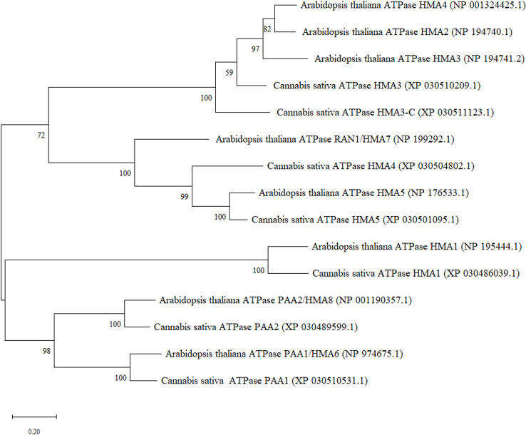 Maximum Likelihood (ML) phylogenetic tree of hemp (Cannabis sativa L.) heavy metal ATPases and their closest orthologues in A. thaliana.