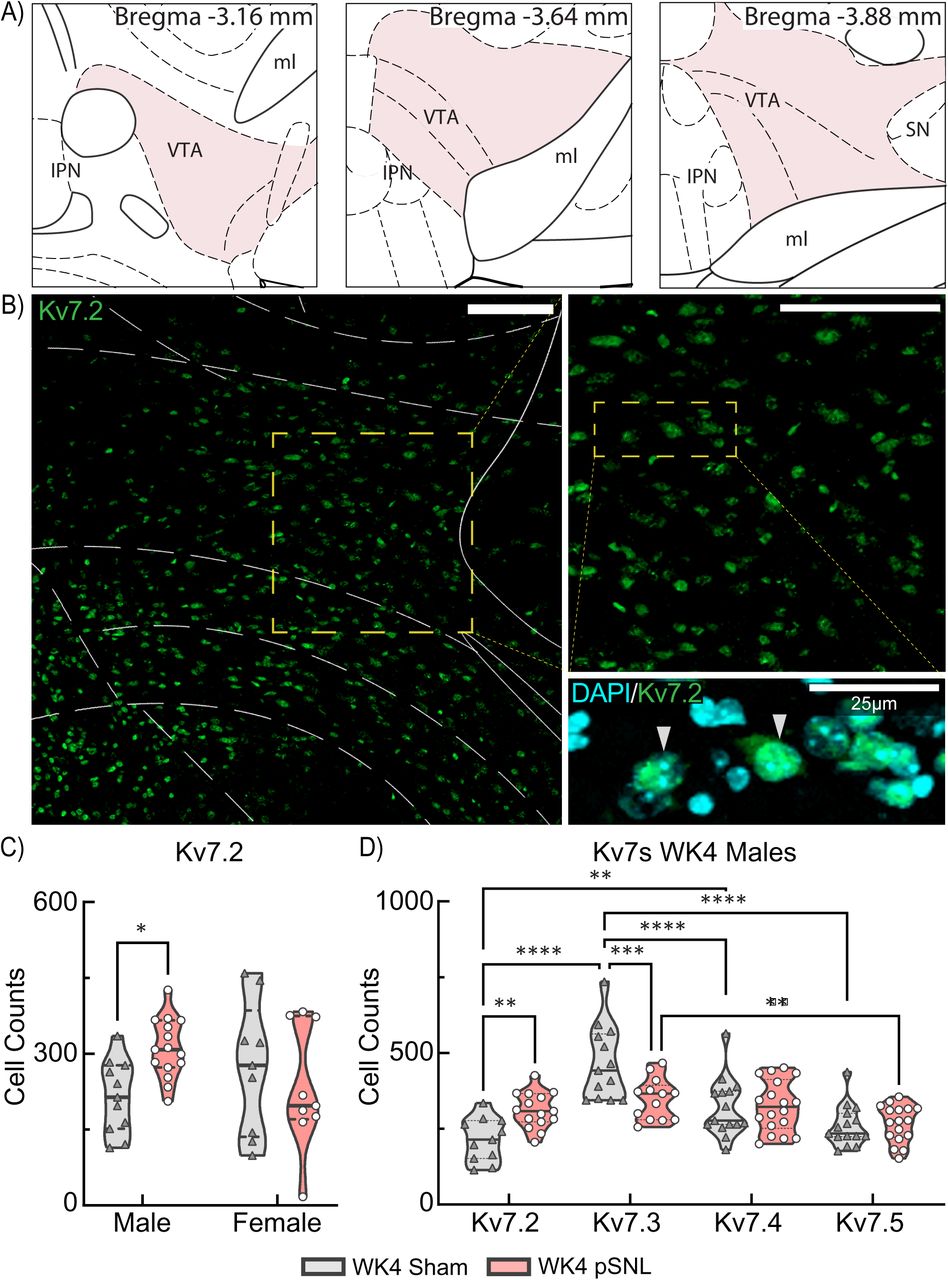 Sex-Specific Variations in VTA Kv7.2 Expression at WK4 pSNL.a Schematic representation of midbrain coronal brain sections adapted from “The Mouse Brain in Stereotaxic Coordinates” (Franklin & Paxinos, 2007, 3rd edition) illustrating evaluated VTA regions (shaded) at WK4 post-surgery. b Confocal photomicrographs of corresponding VTA sections from a WK4 sham control mouse, displaying immunostaining with Kv7.2 (green) in single-channel images at varying magnifications. Co-expression of Kv7.2+ with nuclear DAPI staining emphasizes cytosolic localization (see also Supplementary Figure 3). Images underwent rolling-ball background subtraction, linear contrast adjustment, and resizing for display; the DAPI channel was pseudocolored cyan. Scale bars: 100um (left and right images); 25 μm (bottom image). c Violin plots depict significant differences in Kv7.2 expression at WK4 based on sex and surgical group (interaction F(1,40)=5.441, *p=0.0248) revealing elevated Kv7.2 in male pSNL mice compared to sham controls (*p=0.0143). d A violin plot illustrates Kv7.2-5 subunit expression at WK4 following sham or pSNL treatment, with a 2W ME ANOVA indicating an interaction (F(3,78)=8.847, ****p<0.0001). pSNL was associated with increased Kv7.2 (**p=0.0026) and decreased Kv7.3 (***p=0.0006). Kv7.2 expression was significantly lower in sham controls compared to Kv7.3 (****p<0.0001) and Kv7.4 (**p=0.0034) at WK4 post-surgery, with no significant changes observed for Kv7.4 or Kv7.5 expression.