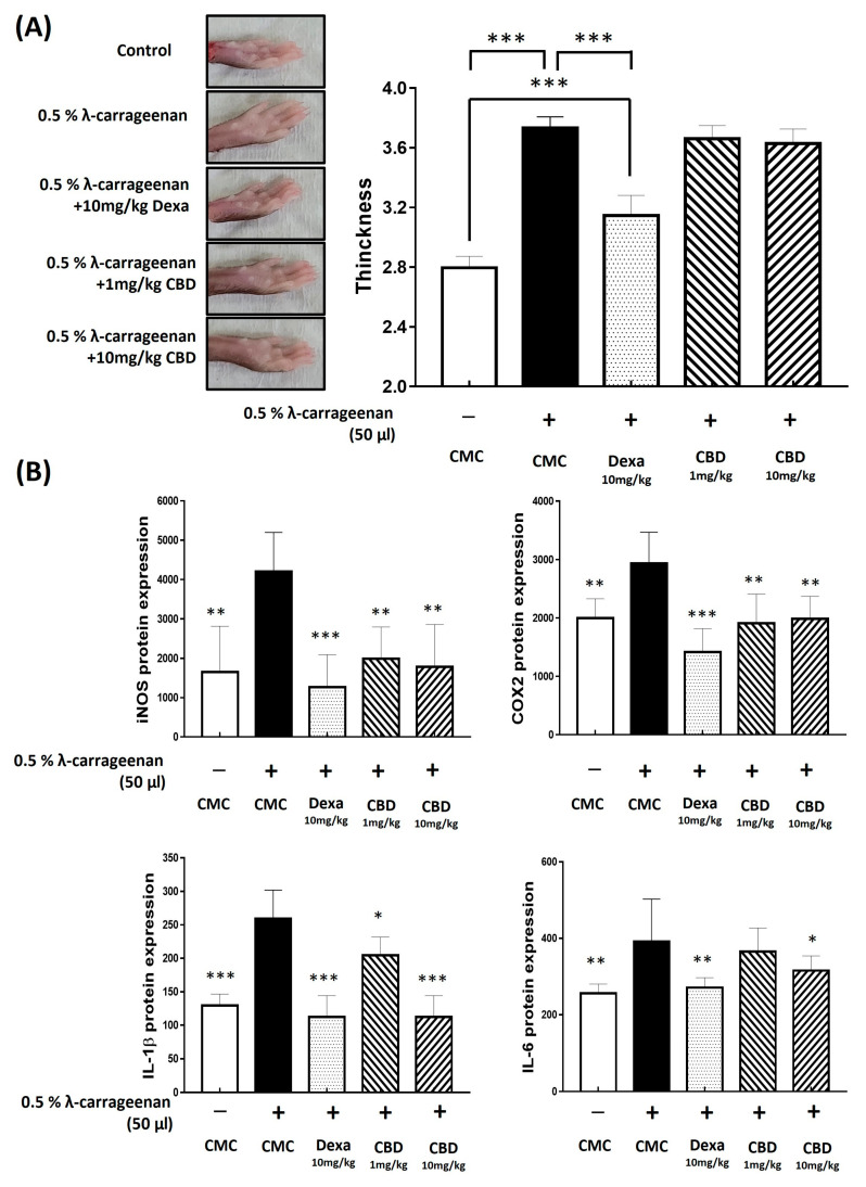 Effects of CBD on λ-carrageenan-induced edema in mice. Paw edema and inflammatory factor production in mice induced by λ-carrageenan. (A) Paw edema was measured using calipers 4 h after λ-carrageenan administration and compared with that in the normal group. (B) Inflammatory factor production was assessed using enzyme-linked immunosorbent assay (ELISA). p-value was calculated based on LPS-only data using ANOVA and Tukey’s post hoc test (* p < 0.05, ** p < 0.01, *** p < 0.001).