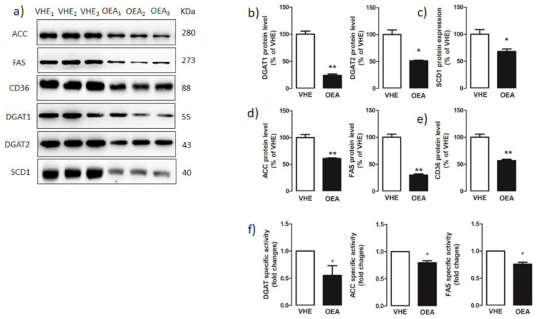 Hepatic fatty acid and triacylglycerol synthesis enzymes. (a) Proteins extracted from hepatic VEH and OEA samples were subjected to SDS-page electrophoresis. Membranes were analyzed by immunoblotting using specific antibodies for acetyl-CoA carboxylase (ACC), and fatty acid synthase (FAS), CD36, diacylglycerol acyltransferase 1 (DGAT1), DGAT2, and stearoyl-CoA desaturase 1 (SCD1). Each blot was normalized to the proper specific β-actin. (b–e) Blot signals were quantified by densitometric analysis and reported as % of the vehicle (VHE). (f) DGAT, ACC and FAS specific activities were assayed as reported in the Material and Methods section and reported as fold changes with respect to values measured in VEH rats. Values are the mean ± SEM of five different experiments. * p < 0.05; ** p < 0.005.