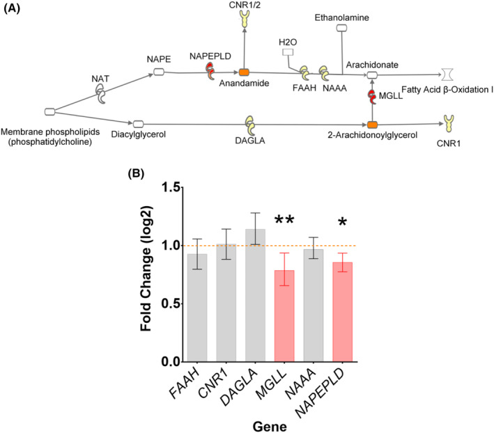 Investigation of EC pathway. (A) Anandamide (AEA) and 2‐arachidonoylglycerol (2‐AG) synthesis and hydrolysis routes with membrane phospholipids including PC as a substrate for synthesis. AEA and 2‐AG are shown in orange. The genes investigated by qRT‐PCR in cohort A are coloured; genes without significant difference are in yellow and genes with a significant change are in red. (B) qRT‐PCR of genes with samples from both cohorts combined showed significant downregulation of MGLL (p = .001) and NAPEPLD (p = .012) in CNP. Bar graphs of the genes significant to CNP/control group as a predictor are shown in red while non‐significant genes are shown in grey. The horizontal orange line marks the control at 1.00. *p < .05; **p < .01.