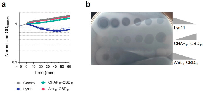 Lytic action of single-CD mutants of Lys11. (a) Cells of strain RN4220 in TSBca were incubated for 10 min with ionophore solvent, and then 100 nM of the indicated lysin variants was added. Cell lysis was monitored by following culture OD600nm. Each curve represents means ± standard deviation from 6 independent experiments. For clarity, only mean + standard deviation is represented. (b) The lytic activity of Lys11, CHAP11-CBD11 and Ami11-CBD11 was evaluated by spotting 10 µL of 2-fold serial dilutions of the proteins on a dense lawn of S. aureus RN4220 (see Section 4.4). Lysin concentrations ranged from 5 to 0.16 µM. Note that the whitish opacity around lysis halos is due to the high glycerol concentration (30%) present in the lysin storage buffer, which is also serially diluted like the proteins.