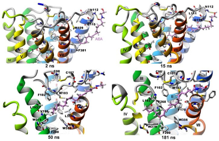 SuMD simulation of anandamide entrance into the orthosteric binding site of the CB1 cannabinoid receptor.