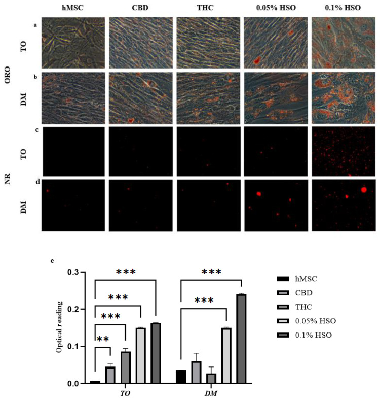 The morphological changes in hMSC after 72 h incubation with CBD, THC, 0.05% HSO, or 0.1% HSO in either Differentiation Media (DM) or Treatment Only (TO) using (a,b) ORO stain, (c,d) fluorescence dye—Nile Red at 50µm scale. (e) Intracellular lipid content represented by ORO density using 100% absolute isopropanol; the mean ± SD are shown; ANOVA as ** p ≤ 0.01, *** p ≤ 0.001.
