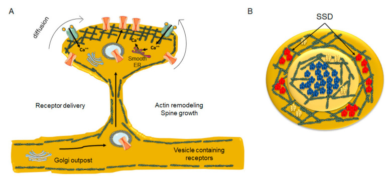 Diagrammatic depiction of dendritic spine remodeling during synaptic plasticity and associated neurotransmitter receptor clustering in nanodomains. (A) remodeling of the submembrane actin meshwork and incorporation of newly synthesized/laterally diffusing receptors from non-active areas of the spine head and neck into the PSD area, thereby increasing neurotransmitter receptor number at the site of contact with presynaptic boutons. At the crest of the spine receptors become entrapped by actin corrals, which might also present a lipid composition distinct from the bulk lipid bilayer. Golgi outpost in the dendrite and satellite Golgi outposts are found in the spine head, as well as smooth ER outposts. (B) Top view of the PSD. NMDARs (blue) are predominantly located at the center of the PSD in a single nanocluster, whereas AMPARs (red) are segregated into several nanodomains (sub-synaptic domains, SSD) surrounding the central NMDAR nanodomain. In contrast, mGluR5 (yellow) are aggregated into small clusters or homogeneously distributed at the PSD.