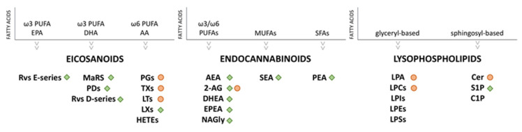 Lipids involved in inflammation. The green squares indicate lipids with anti-inflammatory properties and the orange dots indicate lipids with pro-inflammatory properties. Abbreviations. PUFAs: polyunsaturated fatty acids; MUFAs: monounsaturated fatty acids; SFAs: saturated fatty acids; EPA: eicosapentaenoic acid; DHA: docosahexaenoic acid; AA: arachidonic acid; Rvs E-series: resolvins E-series; Rvs D-series: resolvins D-series; MaRS: maresines; PDs: protectins; PGs: prostaglandins; TXs: thromboxanes; LTs: leukotrienes; LXs: Lipoxins; HETEs: hydroxyeicosatetraenoids; AEA: anandamide; 2-AG: 2-arachidonoilglycerol; DHEA: N-docosahexaenoylethanolamine; EPEA: N-eicosapentaenoylethanolamine; NAGly: N-arachidonoylglycine; SEA: stearoylethanolamide; PEA: N-palmitoylethanolamide; LPCs: lysophosphatidylcholines; LPA: lysophoshatidic acid; LPIs: lysophosphatidylinositols; LPEs: lysophosphatidylethanolamines; LPSs: lysophosphatidylserines; Cer: ceramide; S1P: sphingosine 1-phosphate; C1P: ceramide-1-phosphate.