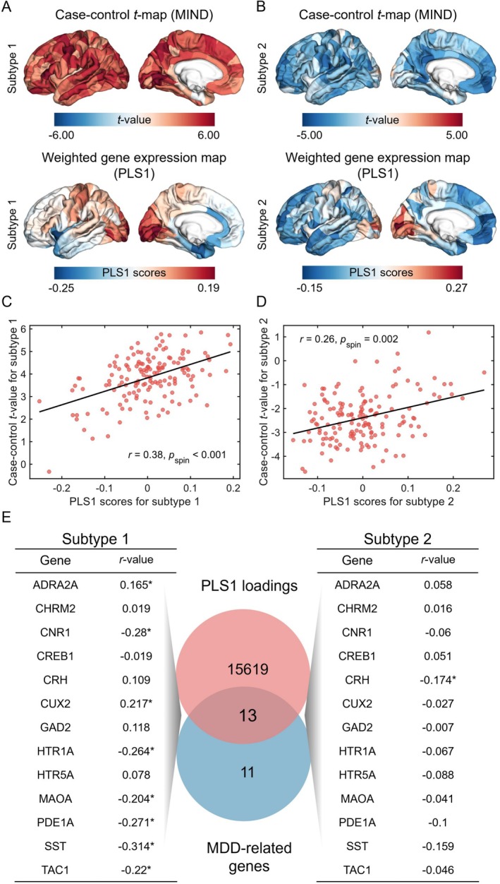 Transcriptomic profiles linked to MIND alterations. (A) Spatial distribution of MIND alterations and PLS1 component mapping within the left hemisphere for MDD subtype 1. (B) Spatial distribution of MIND alterations and PLS1 component mapping within the left hemisphere for MDD subtype 2. (C) Relationship between PLS1 values and MIND alterations in subtype 1 (r = 0.38, p spin < 0.001). (D) Relationship between PLS1 values and MIND alterations in subtype 2 (r = 0.26, p spin = 0.002). (E) ISH‐derived MDD‐associated transcript expression demonstrated positive or negative correlations with regional MIND alterations.