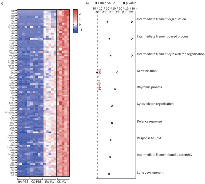 Cannabis smoke (CS) exposure potentiates several genes upregulated by influenza A virus (IAV) infection in the lungs of female mice. a) Heatmap of top 100 genes upregulated in IAV-infected mice and downregulated by cannabis smoke exposure as assessed via whole-lung RNA sequencing, ordered by p-value, z-scores ranging from 3 (red) to −1.5 (blue). b) Gene ontology analysis of those differentially expressed genes. n=5 per group. FDR: false discovery rate. Significance at <0.05 (red dotted line). RA: room air control.