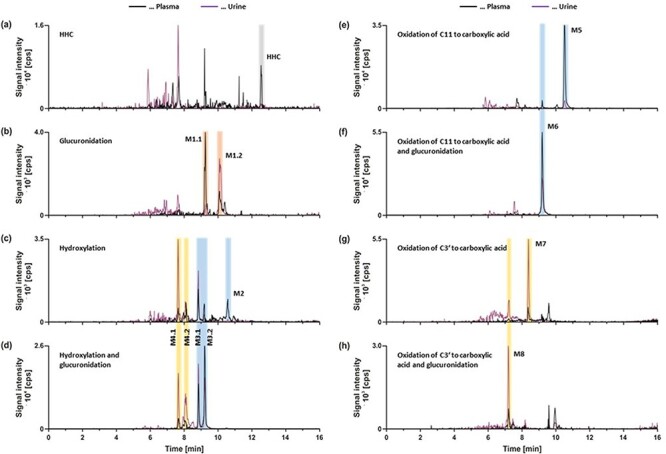 Alt text: Representative XICs of HHC and proposed human transformation products: (a) HHC, (b) HHC glucuronide, (c) hydroxylated HHC, (d) glucuronide of hydroxylated HHC, (e) HHC oxidized at C11 to the carboxylic acid, (f) glucuronide of HHC oxidized at C11 to the carboxylic acid, (g) HHC oxidized at C3′ to the carboxylic acid, and (h) glucuronide of HHC oxidized at C3′ to the carboxylic acid.