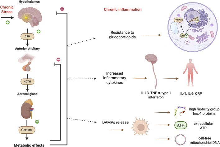 Diagram illustrating how chronic stress activates the hypothalamus-pituitary-adrenal axis, increasing cortisol production, which leads to metabolic effects and chronic inflammation through glucocorticoid resistance, inflammatory cytokines, and DAMPs release.