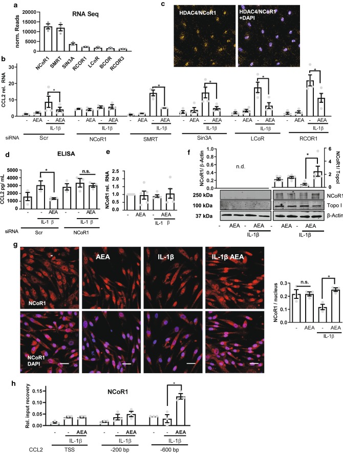 NCOR1 mediates AEA-induced CCL2 suppression. a mRNA expression of repressors in HAoSMC from the RNA-Seq dataset normalized by median of ratios. N = 3. b CCL2 RT-qPCR in HAoSMC after siRNA knockdown of the repressors indicated (40 nM, 72 h). Scr denotes the scrambled siRNA control. Normalized to siRNA Scr. Treatment: 100 nmol/L AEA, 150 min and IL-1β 10 ng/mL 90 min. N = 3–4, two-way ANOVA with Tukey’s multiple comparison post-hoc test. c Proximity ligation assay in HAoSMC for HDAC4 and NCoR1 after treatment 100 nmol/L AEA, 150 min and 10 ng/mL IL-1β 60 min, N = 4. d CCL2 protein levels measured by ELISA with and without siRNA-mediated knockdown of NCoR1 or Scr as control. Media was collected after 4 h as described before. Two-way ANOVA with Tukey’s multiple comparison post-hoc test. e NCoR1 expression as determined by RT-qPCR of HAoSMC. N = 5. f Western blot analysis of HAoSMC nuclear extracts for NCoR1 after treatment with 100 nmol/L AEA 150 min and 60 min 10 ng/mL IL-1β. N = 5. g Immunofluorescence of NCoR1 in HAoSMC treated similar to (f). Scale bar = 50 µm, N = 4. h ChIP analysis of NCoR1 in HAoSMC n = 4. Treatment 120 min 100 nmol/L AEA and 10 ng/mL IL-1β 60 min. *p < 0.05. Ordinary one-way ANOVA with Tukey’s multiple comparison post-hoc test. If not normally distributed nonparametric ANOVA with Kruskal–Wallis test and Dunn’s multiple comparison post-hoc test