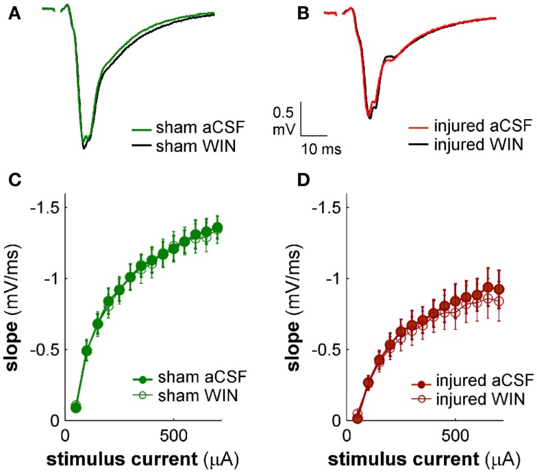 Cannabinoid agonist WIN55,212-2 does not affect excitatory transmission in CA1 field potential recordings. CA1 SR-evoked and recorded field potentials. (A,B) Ten-trial average SR-evoked SR field potentials for representative sham (A) and injured (B) mouse brain slices in normal aCSF and in aCSF containing 100 nM WIN55,212-2. Stimulus 300 μA. WIN55,212-2 did not have a significant effect on the initial portion of the field potentials in either sham or injured mouse brain slices, indicating that WIN55,212-2 did not significantly affect SR-evoked excitatory responses in SR. (C,D) Group average field potential slope versus stimulus current for slices from sham (C) and injured (D) mice. The slope in the early portion of an SR field potential is a measure of excitatory synaptic transmission. WIN55,212-2 did not significantly affect either sham or injured field potential slopes at any stimulus strength tested, again indicating that WIN did not significantly affect SR-evoked excitatory synaptic transmission. Wilcoxon Signed Rank P values >0.05 for all stimulus strengths. Sham n = 8, injured n = 8; data plotted as mean ± SE.