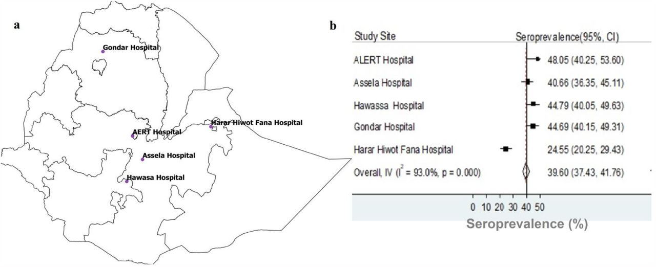 A map of Ethiopia showing the location of the five hospitals from which a total of 1997 healthcare workers enrolled between December 2020 and February 2021 (a), and the corresponding seroprevalence of severe acute respiratory syndrome coronavirus 2 (SARS-CoV-2) (b). The y-axis of Fig 2b represents the study hospitals. The x-axis of Fig 2b shows crude seroprevalence rates (%) with 95% confidence intervals estimated by dividing the number of participants tested seropositive for immunoglobin G (IgG) antibodies elicited against the receptor binding domain (RBD) of the spike protein of SARS-CoV-2 to the total number of participants who provided sera and were tested.
