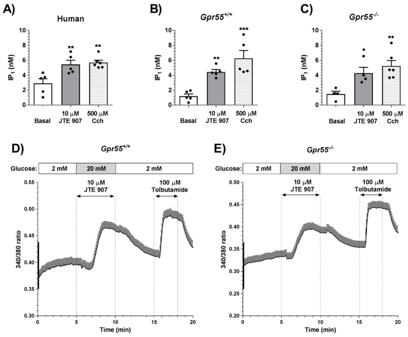 Effects of JTE 907 on IP1 levels and [Ca2+]i in islets. (A–C) 10 μM JTE 907 significantly elevated IP1 levels in islets from human donors (A) and Gpr55+/+ (B) and Gpr55−/− (C) mice. 500 μM carbachol (Cch) was used as positive control. Panels A–C show mean + SEM data of 4–6 observations per treatment group that are representative of 3 independent experiments using both mouse and human islets. * p < 0.05, ** p < 0.01, *** p < 0.001 JTE 907 or Cch vs. basal. Data were analysed using one-way ANOVA, followed by Dunnett’s multiple comparisons post-test. (D,E) Dynamic profiles of [Ca2+]i in Fura-2-loaded dispersed Gpr55+/+ (D) or Gpr55−/− (E) mouse islet cells. 10 µM JTE 907 induced [Ca2+]i elevation in the presence of 20 mM glucose in both Gpr55+/+ and Gpr55−/− islet cells. The horizontal arrows indicate the period of perifusion with JTE 907 or the sulphonylurea tolbutamide, which was used as a positive control. Data of the 340/380 fluorescence ratios are expressed as mean + SEM of 68 (D) and 74 (E) islet cells from 3 independent experiments with Gpr55+/+ or Gpr55−/− mouse islets.