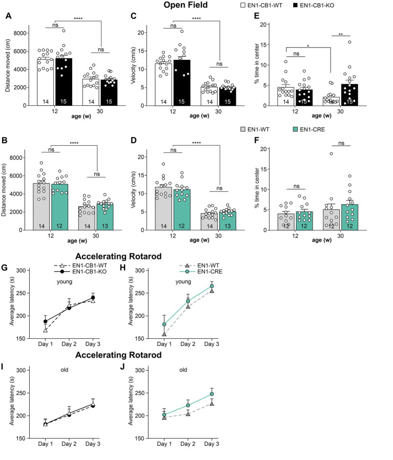 Analysis of locomotion, anxiety-like behavior (A–F) and motor coordination (G–J) in EN1-CB1-KO and EN1-CRE mouse lines. 12–13 and 30–31 weeks old EN1-CB1-KO and EN1-CRE mice compared to their respective control mice, expressed as the mean ± SEM of distance moved (A,B), velocity (C,D), and time spent in the center zone (%) (E,F). EN1-CB1-KO and EN1-CRE mice do not show differences compared to littermate controls in the parameters distance moved and velocity. However, older EN1-CB1-KO animals seemed to stay for longer time in center as compared to their controls, suggesting a decreased anxiety-like behavior (E). However, comparing the 12 weeks old EN1-CB1-WT to the 30 weeks old EN1-CB1-WT controls (E), old WT mice stay significantly shorter in the center than young EN1-CB1-WT mice suggesting an increased anxiety-like behavior with the age, a phenotype which old EN1-CB1-KO mice do not show. A decrease in moved distance and velocity between young and old adults was observed in both mouse lines but without differences between the genotypes. Rotarod test (G–J). Analysis of accelerating rotarod test: Performances of 13 and 31 weeks old EN1-CB1-KO and EN1-CRE mice and their control littermates expressed as the average ± SEM of latency (s) to fall off the rod (mean of three trials). Mice improved in motor coordination, balance, and sensorimotor learning without genotype differences both in young and old adults. Repeated measures ANOVA, *p < 0.05, **p < 0.01, ****p < 0.0001, n = 12–15.