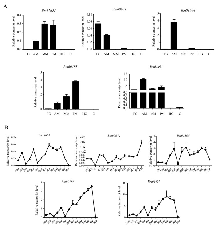 Temporal and spatial expression patterns of peritrophins in Bombyx mori. (A) Expression of peritrophins in different regions of the midgut. AM, Anterior midgut; FG, Foregut; HG, Hindgut; MM, Middle midgut; PM, Posterior midgut; (B) Expression of peritrophins in the midgut from the third instar to 7th day of the fifth instar. 3l, Third instar of larval stage; 4l, Fourth instar of larval stage; 5l, Fifth instar of larval stage; m, Molt; nd, Day n.