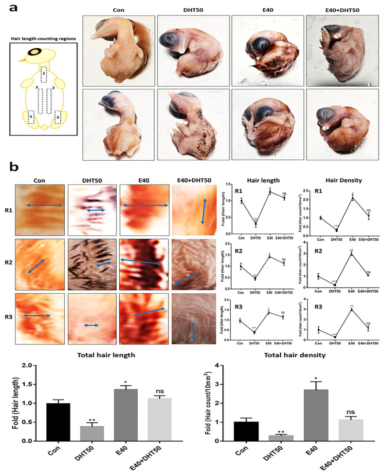 Effects of hemp-derived callus exosomes on DHT-induced inhibition of feather formation. (a) Protective effect of E40 (hemp seed callus-derived exosomes, 40 µg/mL) against feather formation inhibition under DHT50 (50 ng/mL) conditions. (b) The results of evaluating feather length (arrows; average measured lengths) and density in the three regions of E12 exposed to the various conditions; Con: control; DHT50, E40, E40 + DHT50: mixture; ns: not significant (* p < 0.05, ** p < 0.01, *** p < 0.001).