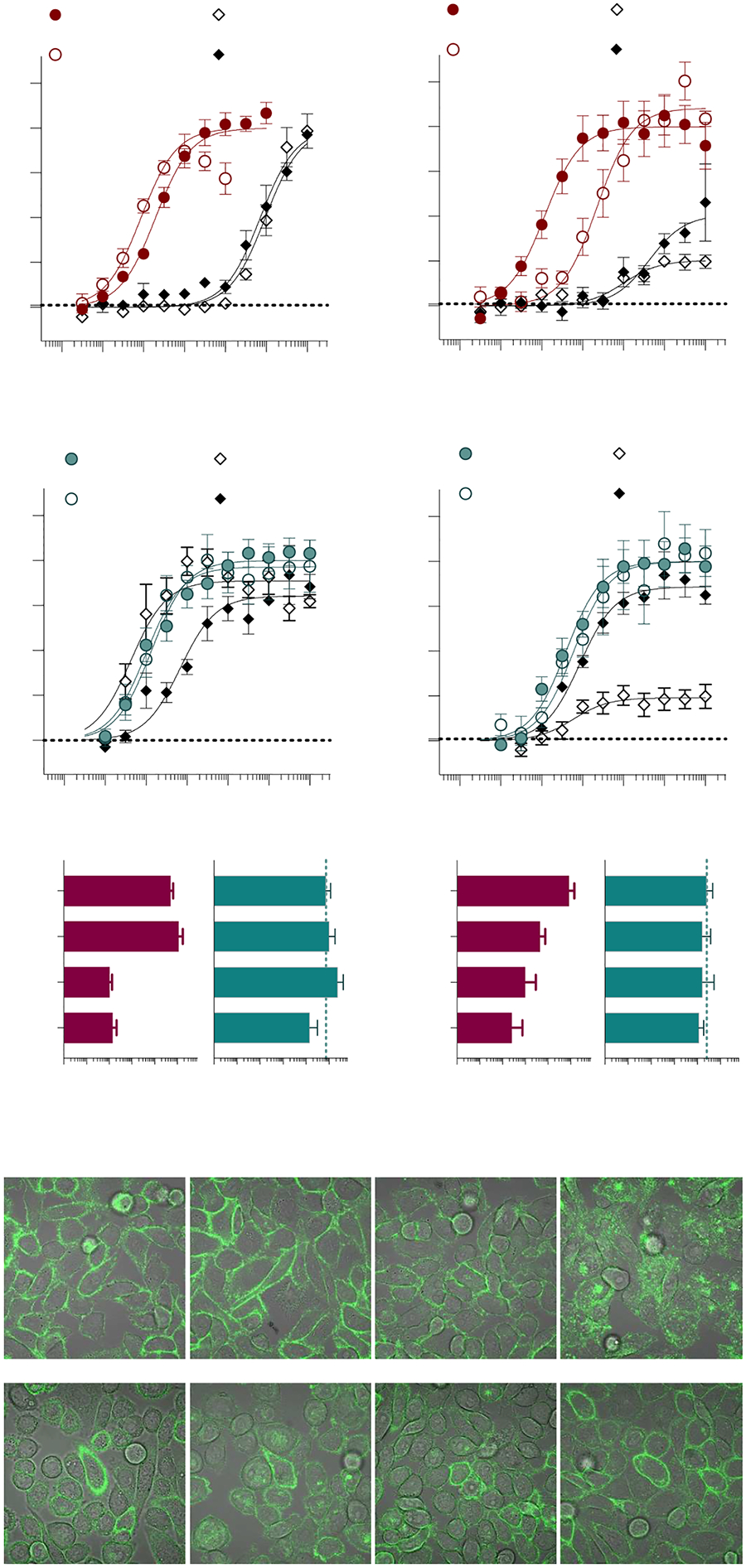 Single-point mutations within Transmembranes 6 and 7.Alanine substitutions were made for CB1 at C355A6.47, F379A7.35, and S383A7.39 and hCB2 at C257A6.47, F281A7.35, and S285A7.39 and receptors were stably expressed in CHO-K1 cells. Inhibition of forskolin-stimulated cAMP accumulation was compared to the WT receptor for: CB1 + CP55,940 (A); CB1 + AM12033 (B); CB1 pEC50 summary (C); CB2 + CP55,940 (D); and CB2 + AM12033 (E); CB2 pEC50 summary (F). Curves are presented with the mean ± SEM of 3 or more experiments run in parallel with WT receptors. The summary of the pEC50 values is presented with 95% CI. Statistical comparisons were made to the WT receptor: **** p < 0.0001, *** p < 0.001, ** p < 0.01. Confocal microscopy of live cells expressing N-terminally tagged CB1 F379A7.35 (G) or CB2 F281A7.35 (H) stained with a 488 labeled anti-HA antibody at baseline and following 90 min incubation with the vehicle (media), CP55,940 or AM12033 as indicated in the figure. A loss of membrane definition is only seen with AM12033 in the CB1 mutant, indicative of receptor internalization. Images (100× objective, 2× digital zoom, imaged with fluorescence and transmitted light) are representative of several images taken from 3 independent experiments. See Supplemental Figure S4 for replicates.