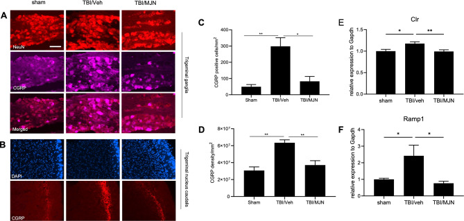 Treatment with MJN110 inhibited the expression of calcitonin gene related peptides (CGRP) in TG and TNC of mTBI mice. On day 7 post-injury, the CGRP positive immunostaining increased in the TG and TNC of mTBI mice compared to the sham group and decreased by the MJN treatment (A, C). The number of positive CGRP cells in the TG of mTBI mice was significantly higher than that in the sham group and greatly reduced by MJN (B). The same phenomenon was observed in the TNC of mTBI mice (D). *, p < 0.05, and **, p < 0.01 were obtained when the MJN treatment group compared to the TBI/vehicle group (n = 10). The mRNA levels of the calcitonin-receptor like receptor (Clr) (E) and the receptor activity modifying protein 1 (Ramp1) (F) in the TG were also increased in the TBI/vehicle group and suppressed in the MJN treatment group (n = 12/group). Scale bar = 50 μm
