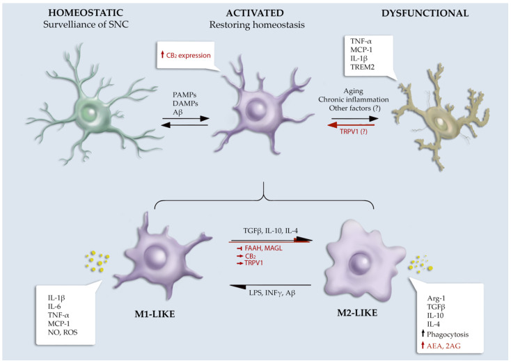 Schematic overview of ECS role in microglial phenotype. Symbols used: ↑, increased; ↓, decreased; →, activation; ⟞, inhibition.