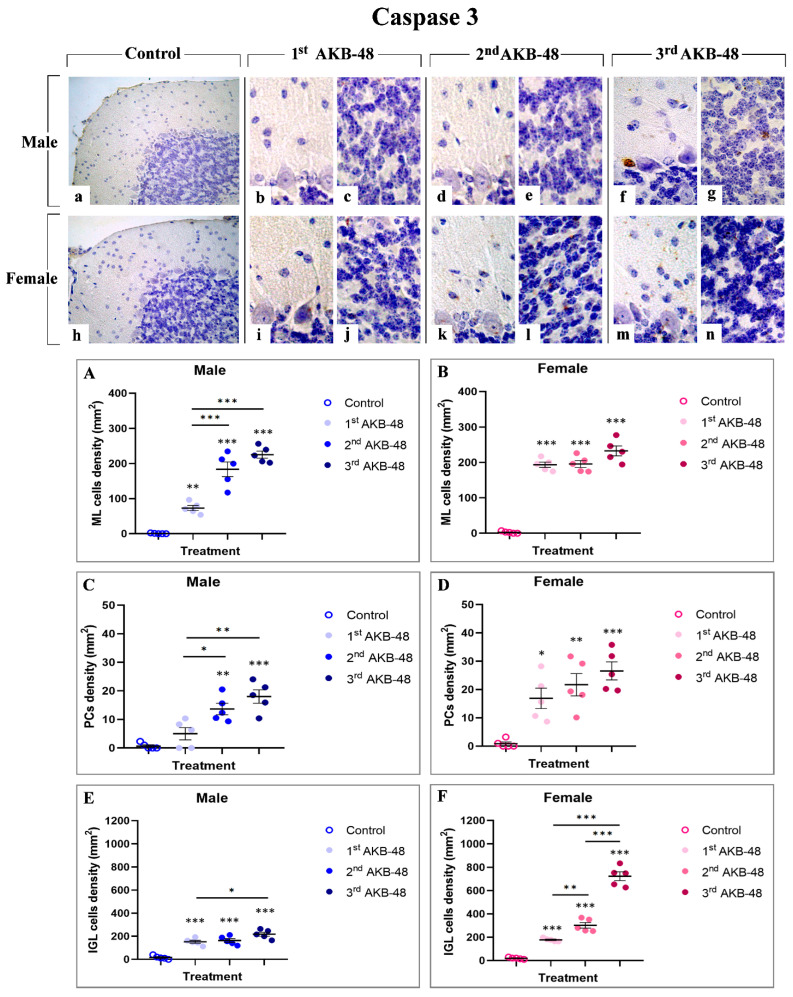 Immunohistochemical staining for caspase 3 in the cerebellar cortex of male and female mice, either untreated (control) or treated with increasing doses of AKB-48. Control (a,h), 1st AKB-48 dose (b,c,i,j), 2nd AKB-48 dose (d,e,k,l), and 3rd AKB-48 dose (f,g,m,n). Images (a,h), 40×; (b–g,i–n), 100×. The histograms show the analysis of immunopositive ML cell density (mm2) in male and female mice (Panels (A) and (B), respectively), immunolabeled PC density (mm2) (Panels (C) and (D) for males and females, respectively), and immunopositive IGL cell density (mm2) in both male and female groups (Panels (E) and (F), respectively). * p < 0.05, ** p < 0.01, *** p < 0.001. n = 5/group.
