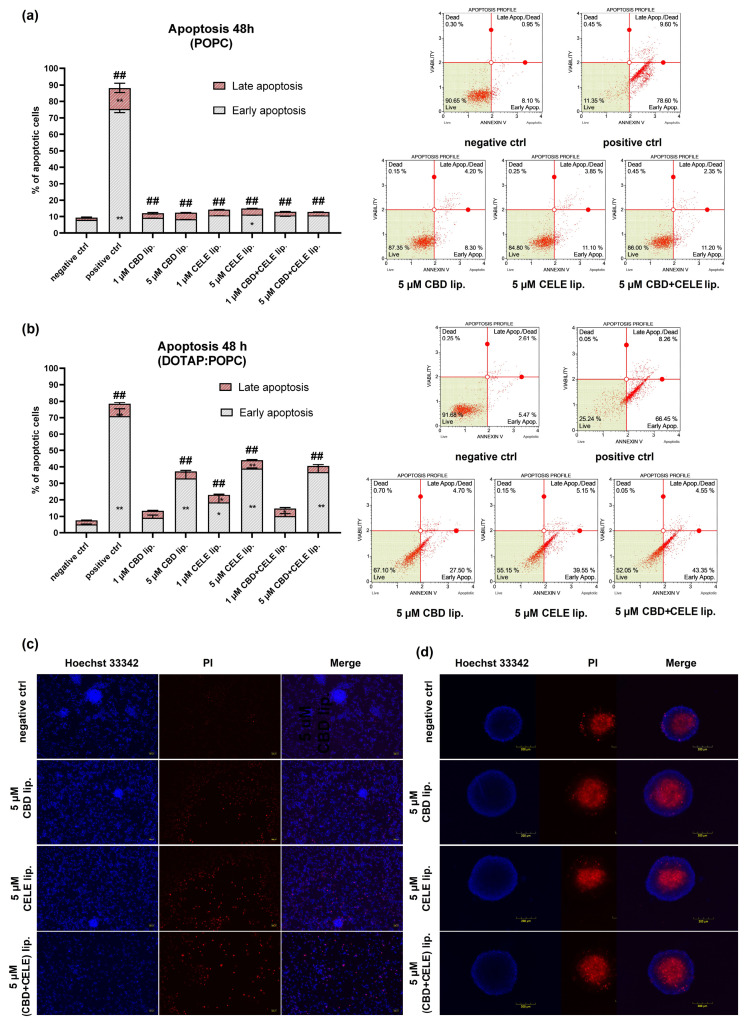 Apoptosis of U-87 MG cells treated with CBD, CELE, and their combinations loaded in POPC liposomes (a) and DOTAP:POPC liposomes (b) for 48 h. An asterisk (*) and double asterisk (**) indicate the values significantly different from the untreated control cells in early or late apoptosis phase with p < 0.05 and p < 0.01, respectively. Total apoptosis values significantly different from the untreated control are shown as double hashtag (##) with p < 0.01. Representative images of U-87 MG cells co-stained with Hoechst 33342 (blue) and propidium iodide (PI; red) after exposure to DOTAP:POPC liposomes for 48 h: cell monolayers (c) and spheroids (d). Scale bars, 100 µm and 200 µm, respectively.