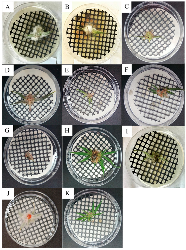 Koch postulate assays of detached MC inflorescence inoculated with (A) Alternaria alternata (isolate 22A); (B) Botrytis cinerea (isolate 63A); (C) Aspergillus flavus (isolate 49A); (D) Aspergillus westerdijkiae (isolate 71B); (E) Cladosporium tenuissimum (isolate 119B); (F) Cladosporium spp. (isolate 32A); (G) Penicillium citrinum (isolate 25A); (H) Penicillium steckii (isolate 33B); (I) Trichothecium roseum (isolate 16A); (J) Fusarium equiseti (isolate 10A); and (K) the control, inoculated with a sterile PDAC plug.