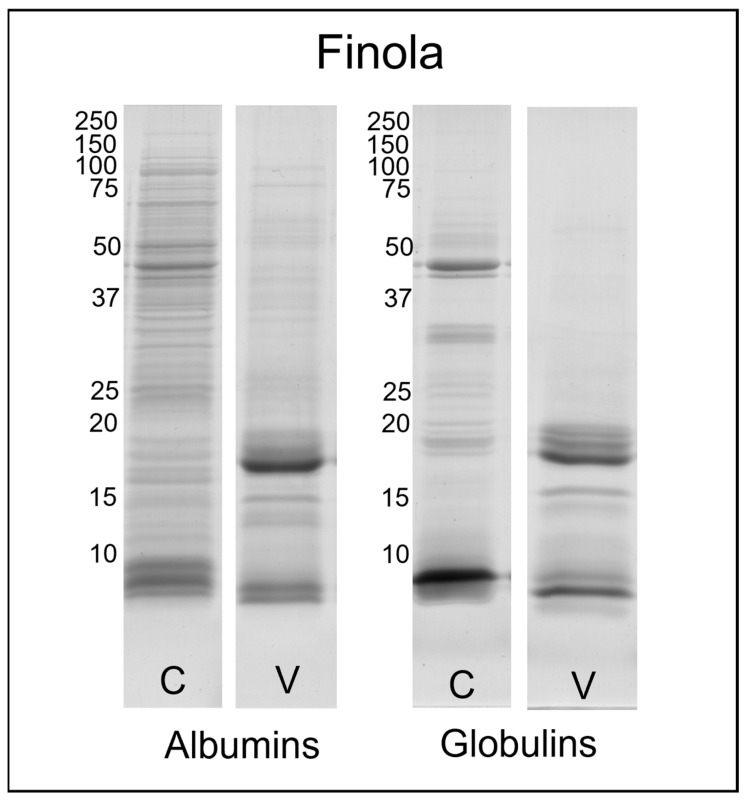 SDS-PAGE profile of albumin and globulin extracts obtained from Finola certified (C) and harvested seeds from the field of Viganella (V). The molecular weights (left) are expressed in kDa.