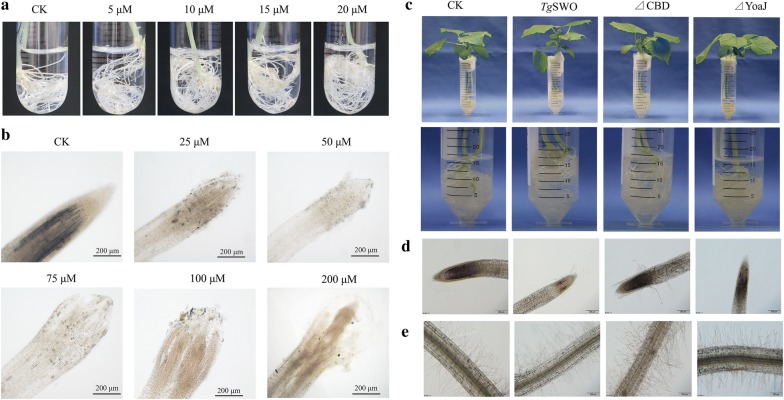 The effects of the different FRDP on the root architecture of the cucumber seedlings. a Effect of TgSWO on the root architecture of the cucumber. Cucumber seedlings (15-day-old) grew for 48 h with 5, 10, 15, and 20 µM TgSWO, respectively, and CK without TgSWO was also performed under the same conditions as mentioned above. b Effect of TgSWO on the root morphology of the cucumber seedlings. Cucumber seedlings (15-day-old) grew for 48 h with 25, 50, 75, 100 and 200 μM TgSWO, respectively, and CK without TgSWO was as indicated above. c Effect of TgSWO and the different FRDP on the growth of cucumber seedlings. Cucumber seedlings grew for 48 h with SWO (treated with 15 µM TgSWO), ΔCBD (7 µM ΔCBD protein) and ΔYoaJ (10 µM ΔYoaJ protein), respectively, and CK without any proteins was also performed under the same conditions as mentioned above. d, e Effect of TgSWO and different FRDP on the root morphology of the root tips and root hairs of cucumber seedlings after being treated with different FRDP. Each treatment had three biological replicates, and each replicate was represented by at least 15 independent roots