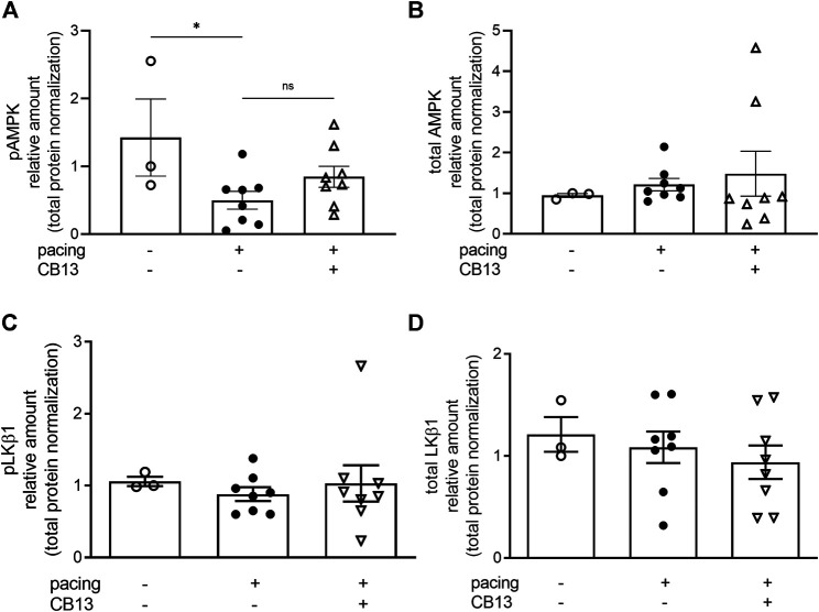 Total AMPK and total LKB1 were not altered in atrial tissue. (A) Tachypacing for 1.5 h significantly reduced pAMPK compared to non-paced atrial tissue (B) but did not alter total AMPK. (C) Phospho-LKB1 and (D) total LKB1 protein expression did not change between groups. See Figures 5A,B for representative blots. *p ≤ 0.05. ns; not significant. n = 3–8. Data presented as mean ± SEM. Data was tested for normality using Shapiro-Wilk normality test. Accordingly, statistical significance was determined by one-way ANOVA with Holm-Sidak post-hoc for multiple comparisons (A).