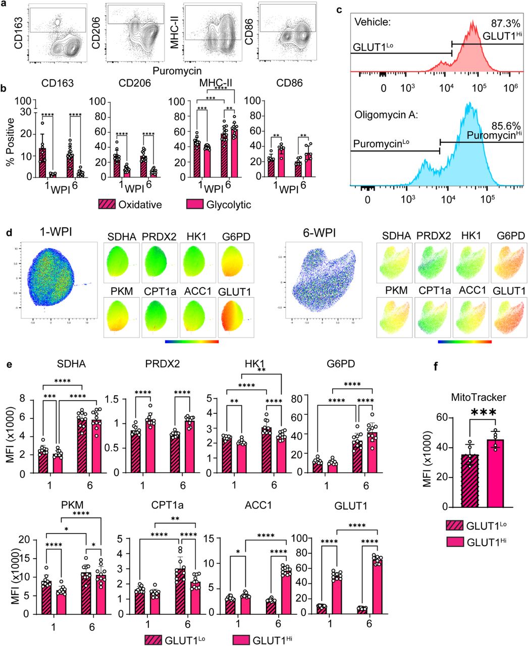 Peri-implant macrophages have distinct and temporally dynamic metabolic profiles a-b,Correlation of canonical macrophage marker expression to glycolytic (PuromycinHi) and oxidative (PuromycinLo) peri-PDMS macrophages. a, Representative contour plots (PDMS, 6-WPI) demonstrate gating of canonical markers based on FMO controls. b, Frequency of positive expression at 1-WPI and 6-WPI in macrophages with oxidative and glycolytic dependency. n = 6-12. c, Expression of GLUT1 directly correlates with glycolytic utilization. Representative histograms of puromycin and GLUT1 expression in matched control– and oligomycin A-treated samples 6-WPI. d-f, Expression of key metabolic enzymes in central metabolic processes, which is temporally unique and dependent on central carbon utilization. d, Two-dimensional rendering (UMAP) of multi-parameter metabolic enzyme expression in PDMS-associated macrophages at 1– and 6-WPI. N = 9-10. e, Quantification of metabolic enzyme expression (MFI) in GLUT1Hi and GLUT1Lo PDMS-associated macrophages 1– and 6-WPI. n = 9-10. f, Quantified MitoTrackerTM CMXRos MFI in PDMS-associated GLUT1Hi and GLUT1Lo macrophages at 6-WPI. N = 5. Significance determined by repeated measures two-way ANOVA with uncorrected Fisher’s LSD (b, e) and paired t-test (f), and indicated by *p < 0.05, **p < 0.01, ***p < 0.001, ****p < 0.0001.