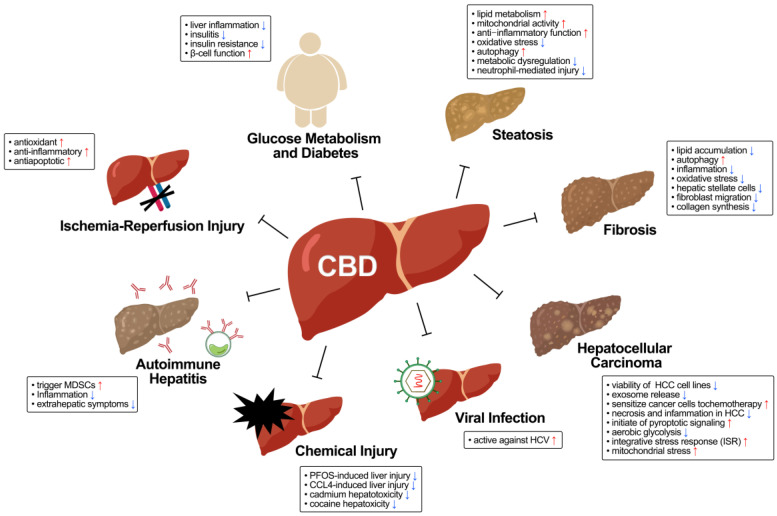 Overview of protective actions of CBD against liver diseases. The physiological effects of CBD in liver disease are depicted in the boxes. Red arrows represent increase, and blue arrows represent decrease.