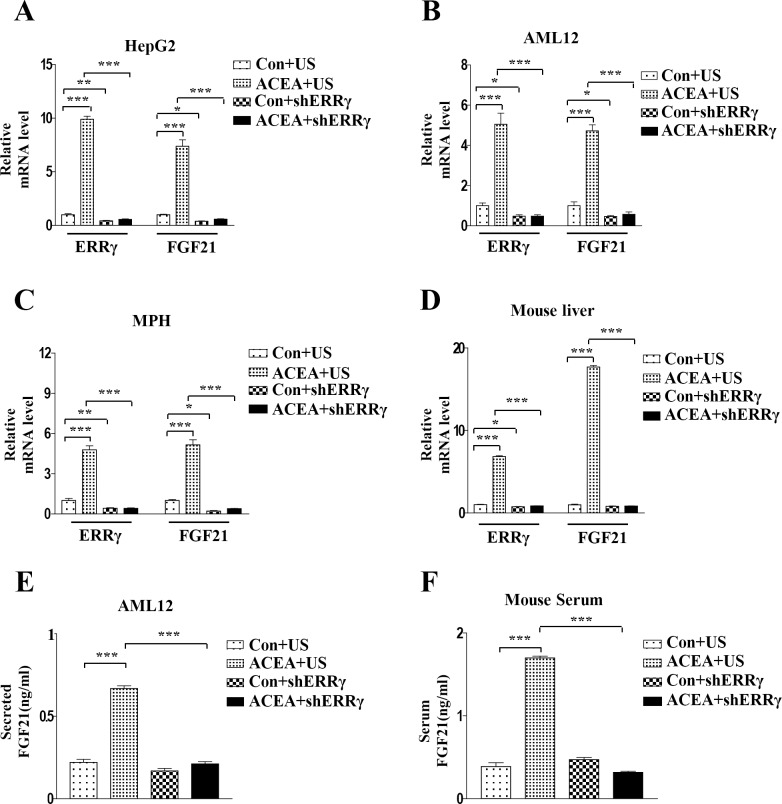 Knockdown of ERRγ decreases ACEA-mediated induction of FGF21 gene expression.(A–C) HepG2 and AML12 cells were infected with Ad-US or Ad-shERRγ for 36 h and then treated with ACEA (10 μM) for 3 h. (D and F) Ad-US and Ad-shERRγ were injected into male C57BL/6J mice via the tail vein (n = 3–4 per group). Four days after these injections, mice were treated for 3 days with ACEA (10 mg/kg). Serum was collected for FGF21 secretion analysis. (A–D) FGF21 and ERRγ mRNA levels were measured by quantitative qPCR analysis and normalized to actin mRNA levels. (E) AML12 cells were infected with Ad-US or Ad-shERRγ for 36 h and then treated with ACEA (10 μM) for 3 h. Culture media was collected for FGF21 secretion analysis. All data are the means ± standard errors of at least three independent experiments. *p < 0.05; ***p < 0.001 by one-way ANOVA.