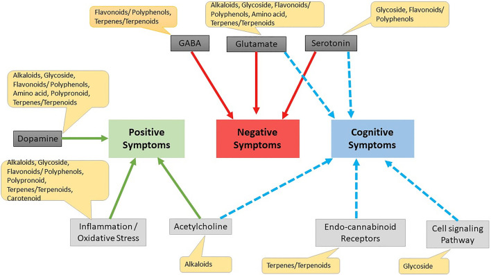 Effect of different phytochemicals on different drug targets for schizophrenia. Cell signaling pathway Erbβ cell signaling pathway, wnt/β-catenin Akt/GsK3β pathway.