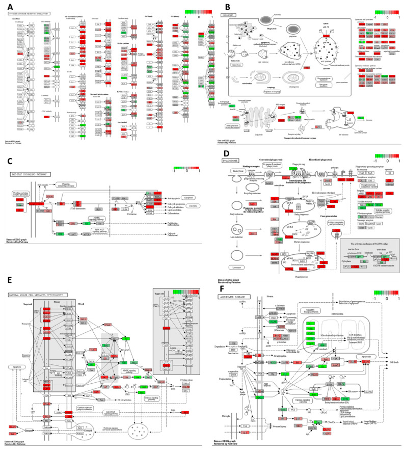 Gene expression changes in GO terms: (A) cytokine–cytokine receptor interaction, (B) lysosome, (C) JAK–STAT signalling pathway, (D) phagosome, (E) natural killer cell–mediated cytotoxicity, and (F) Alzheimer disease pathways in response to cisplatin 10 μM compared to DMSO control in the HT–29 CRC cell line. The genes are coloured according to the difference in expression level between treatment and control for each sample. Red colour shows upregulation and green downregulation relative to the treatment group. Data based on GAGE unidirectional analysis.