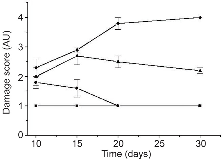 Curse of hepatic lesions with bile flow restoration in Balb C mice. Damage score scale in arbitrary units (AU). (—■—) Control group remained at the first score throughout the study (score 1) with null or absent lesions. (—●—) Group I showed slight lesions (score 2) and showed complete recovery at day 20. (—▲—) Group III showed mild lesions (score 3) and partial recovery to day 30. (—♦—) showed mild to severe damage (score 3 and 4), which remained at that score until day 30 (irreversible damage). Standard deviations are due to the absence of lesions in some individuals within the same group.