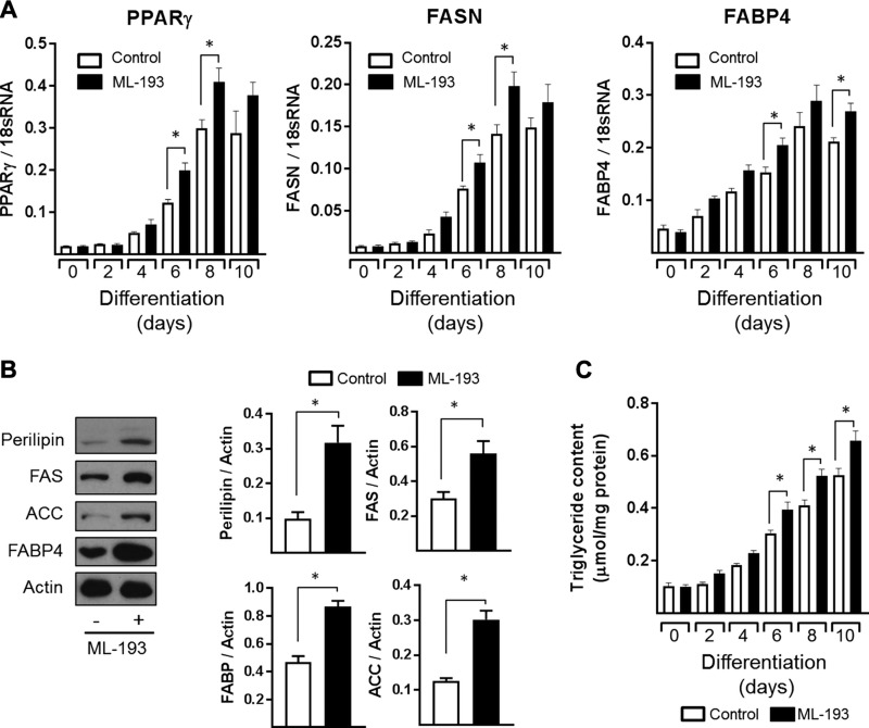 Effects of sustained GPR55 antagonism using ML-193 on adipocyte differentiation/lipogenic markers and triglyceride accumulation. Fully confluent 3T3-L1 adipocytes were allowed to differentiate for up to 10 d in the presence or absence of ML-193 (10 μM). On the indicated days, relative mRNA abundance of PPARγ, FAS, and FABP4 (A) as well as triglyceride (C) content were determined. Immunoblot analysis was performed to determine protein levels of perilipin, FAS, acetyl CoA carboxylase (ACC), FABP4, and Actin (as an internal control) in 3T3-L1 adipocytes differentiated for 6 d in the presence or absence of ML-193 (10 μM) (B). All quantified values presented are the means ± sem from 3 independent experiments. *P < 0.05 between the indicated bars.