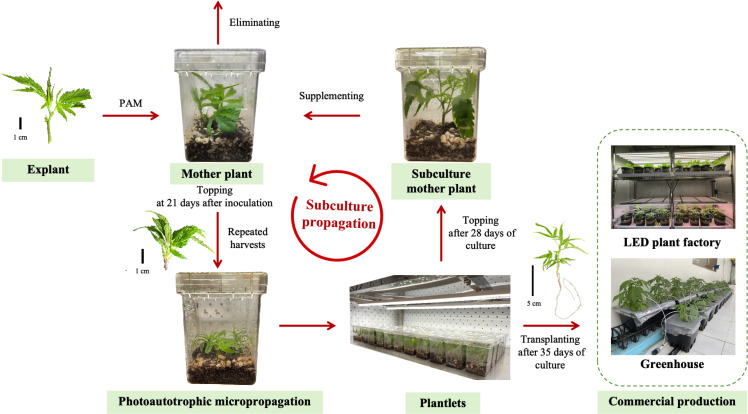 Flow diagram illustrates the photoautotrophic micropropagation process for plantlets, showing explant to mother plant development, repeated subculture propagation, plantlet formation, and eventual transplanting for commercial production in LED plant factories or greenhouses.