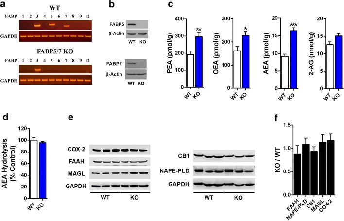 Characterization of the brain endocannabinoid system in FABP5/7 KO mice. a RT-PCR analysis of FABP expression in brains of WT and FABP5/7 KO mice. Note that of the ten FABP isoform profiled, selective deletion of FABP5 and FABP7 was observed in the brains of FABP5/7 KO mice. b Western blot confirms the absence of FABP5 and FABP7 in the brains of FABP5/7 KO mice. c Brain PEA, OEA, AEA, and 2-AG levels in WT and FABP5/7 KO mice. *p < 0.05; **p < 0.01; ***p < 0.001 (n = 6). d Hydrolysis of AEA in brain homogenates of WT and FABP5/7 KO mice. e Representative western blots of brain FAAH, MAGL, COX-2, NAPE-PLD, and CB1 expression in WT and FABP5/7 KO mice. f Quantification of western blots expressed as a ratio of fold change between FABP5/7 KO and WT mice