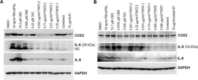 The most abundant compounds of extracts #1 and #7 modulate the expression of inflammatory mediators COX2, IL-6, and IL-8 triggered by TNFα/IFNγ.A Western blot analysis of COX2, IL-6 and IL-8 in WI-38 cells treated with either TNFα/IFNγ or in combination with extract #1 or the indicated compounds of extract #1 with the same concentration in the extract. B Western blot analysis of COX2, IL-6 and IL-8 in WI-38 cells treated with either TNFα/IFNγ or in combination with extract #7 or the indicated compounds of extract #7 with the same concentration in the extract.