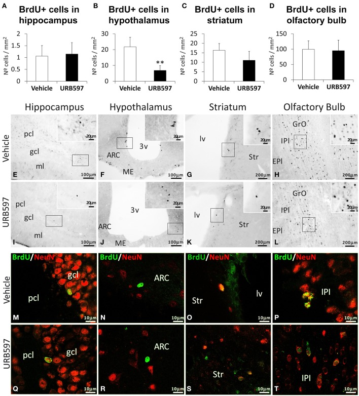 Effects of repeated treatment of URB595 (0.3 mg/kg) on cell survival in the hippocampus, hypothalamus, striatum and olfactory bulbs by BrdU immunohistochemistry. (A–D) The number of positive cells is significantly lower in the hypothalamus of repeated URB597-treated rats sacrificed 3 weeks after BrdU administration. (E–L) Representative microphotographs showing low and high (insets) magnification views of the typical clustering of BrdU-ir cells. (M–T) Cells in the hippocampus, hypothalamus, striatum and olfactory bulbs showing the co-localization of BrdU (green) and the biomarker for mature neurons NeuN (red) by confocal immunofluorescence. The histograms represents the mean ± s.e.m. per area (mm2) (n = 6–8) of the number of BrdU+ cells per experimental group. ANOVA and Bonferroni's test: **P < 0.01 vs. vehicle group. Scale bars are included in each image.